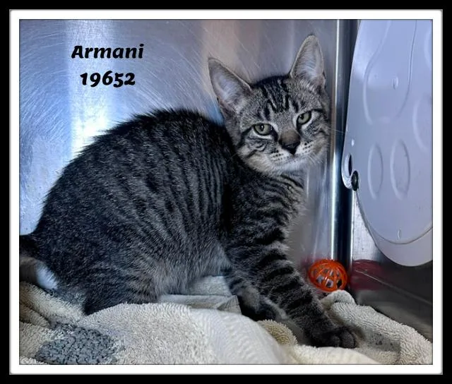 Armani thumbnail 2