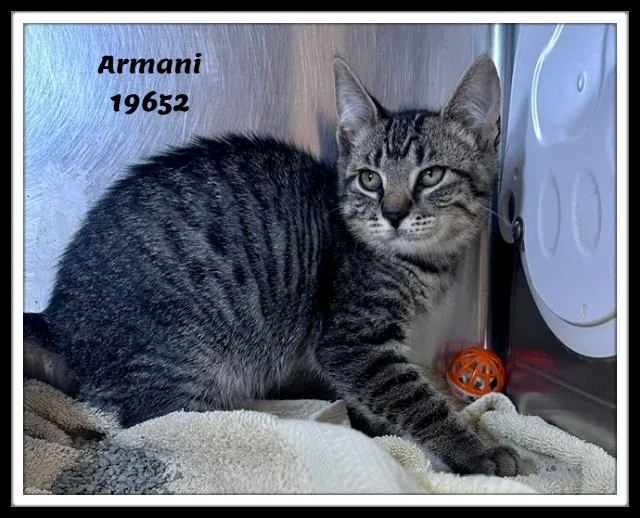 Armani thumbnail 3