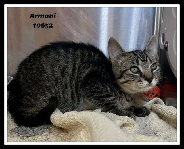 Armani thumbnail 4