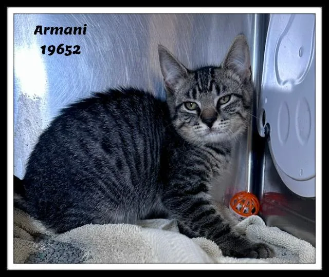 Armani thumbnail 5