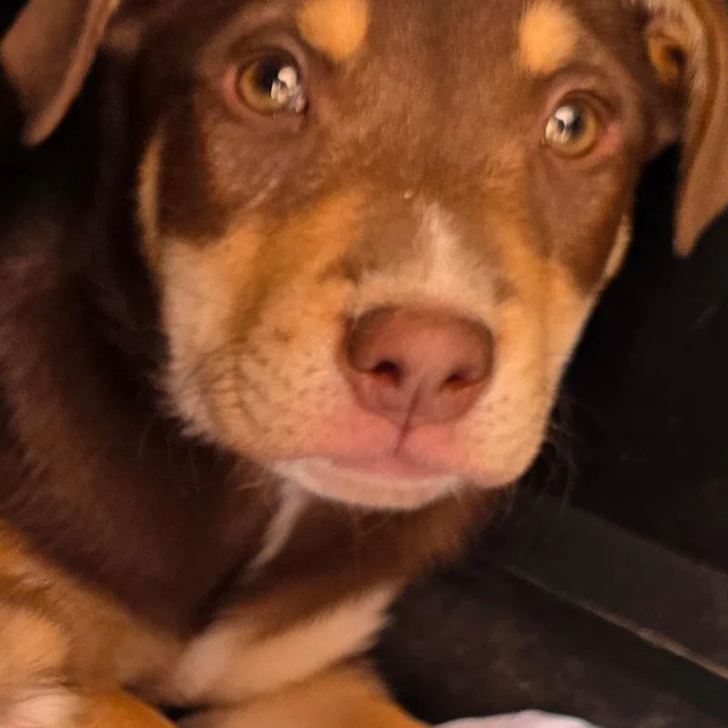 A baby small-sized female Brown / Chocolate Labrador Retriever dog named Emma for adoption in Goltry, OK