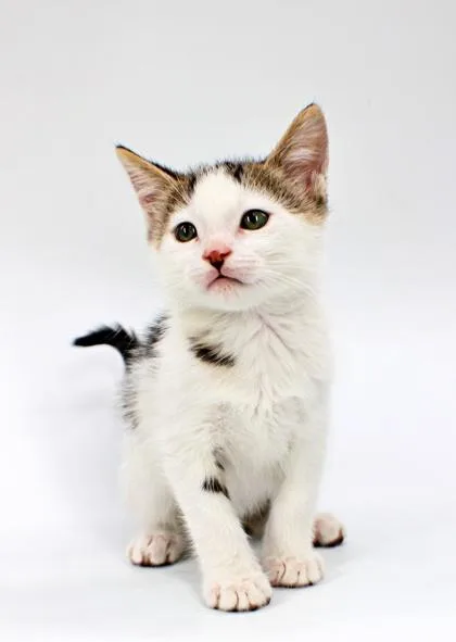 A baby small-sized male Domestic Short Hair cat named Wasabi for adoption in Morton Grove, IL
