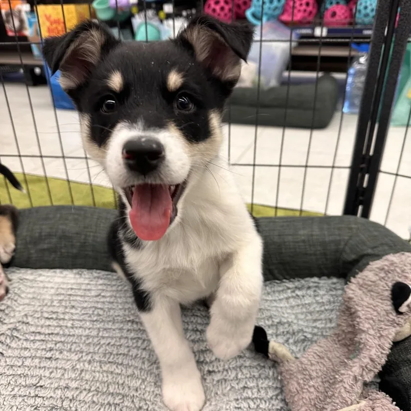 A baby small-sized male White / Cream Mixed Breed dog named Creek for adoption in Park City, UT