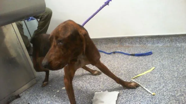 A young medium-sized male Plott Hound dog named A for adoption in Charlotte, NC