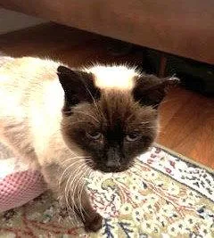 An adult medium-sized female Siamese cat named Misha for adoption in Oakland, CA