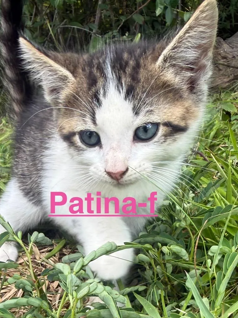 Patina