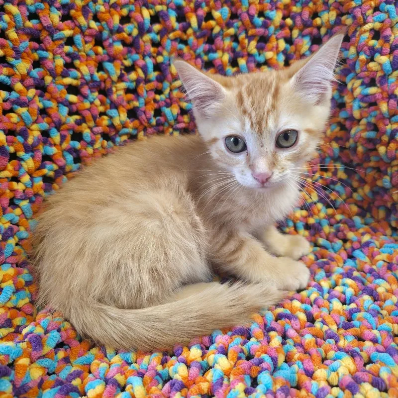 A baby small-sized male Orange / Red Domestic Short Hair cat named TRUStray__ for adoption in Mount Juliet, TN