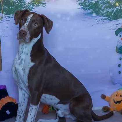 An adult medium-sized male Brown / Chocolate German Shorthaired Pointer dog named Fehler for adoption in Hamilton, MT