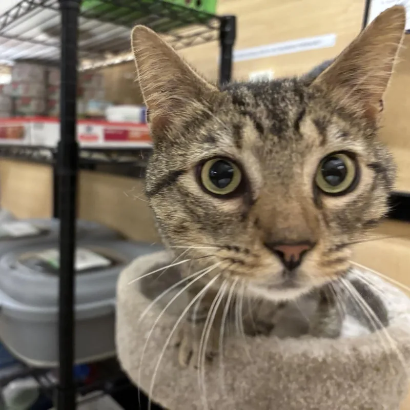 A young medium-sized male Tabby (Brown / Chocolate) Domestic Short Hair cat named Tubby for adoption in Worcester, MA