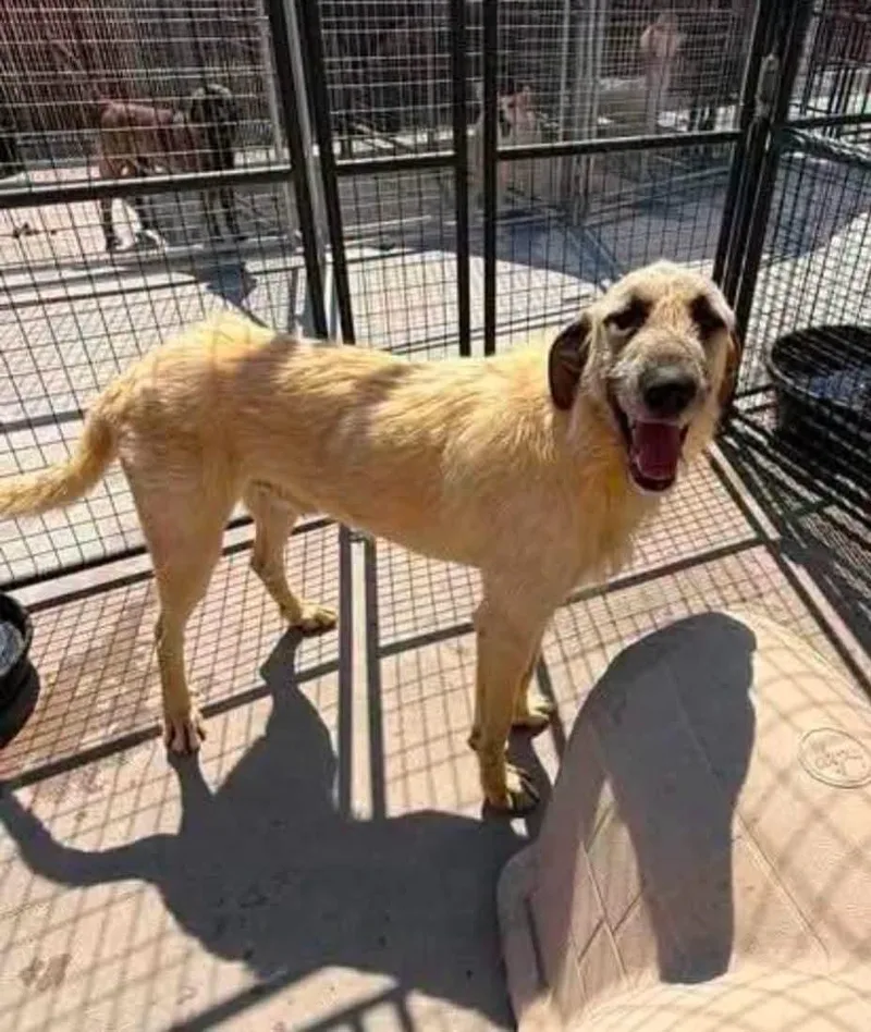 An adult extra large-sized male Irish Wolfhound dog named Whiskey for adoption in COEUR D ALENE, ID