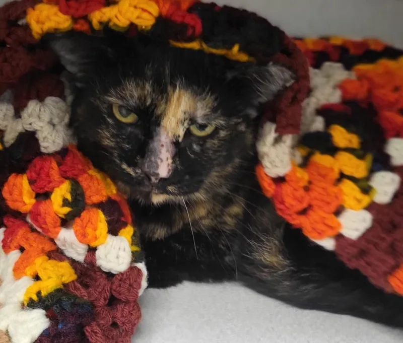 An adult medium-sized female Domestic Short Hair cat named Zelda for adoption in Bloomington, IN