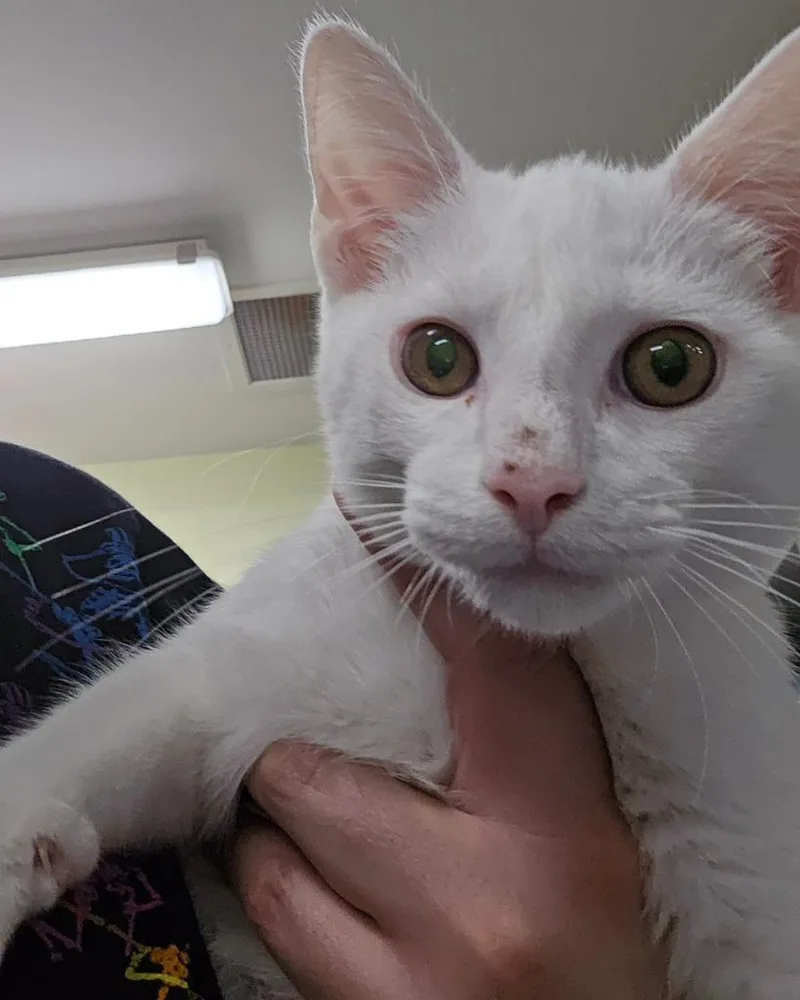 A baby medium-sized male Domestic Short Hair cat named Bogart for adoption in Auburn, IN
