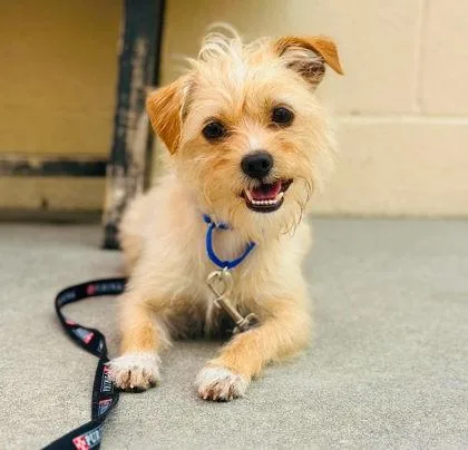 An adult small-sized male Mixed Breed dog named Coco for adoption in West Chester, PA