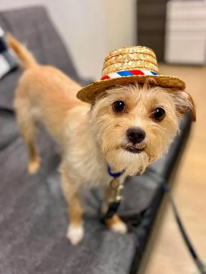 Coco thumbnail 3