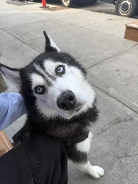 An adult medium-sized male Mixed Breed dog named Zeus Lightning for adoption in New York, NY