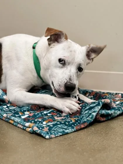 A young large-sized male Pit Bull Terrier dog named Dewy for adoption in Fishers, IN