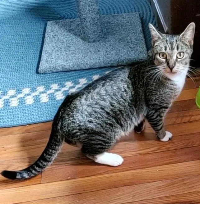 An adult medium-sized female Tabby (Brown / Chocolate) Domestic Short Hair cat named Amber for adoption in Andover, CT