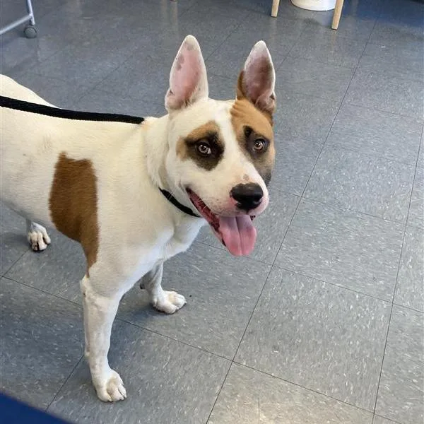 A young large-sized male White / Cream Bull Terrier dog named Jake for adoption in Long Beach, CA