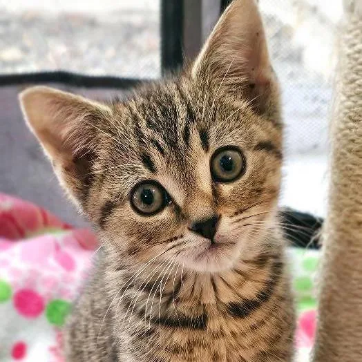 A young small-sized male Domestic Short Hair cat named Bud for adoption in Fairfax, VA