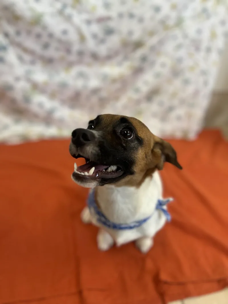 Small Female Jack Russell