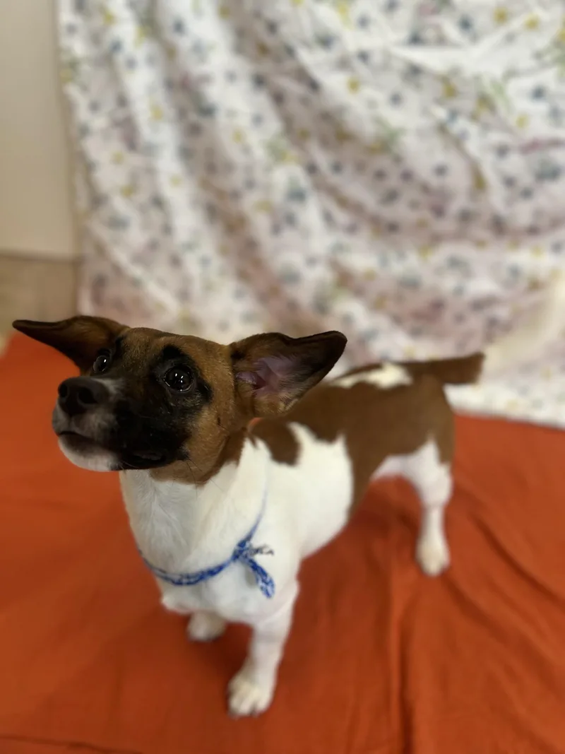 Small Female Jack Russell thumbnail 2