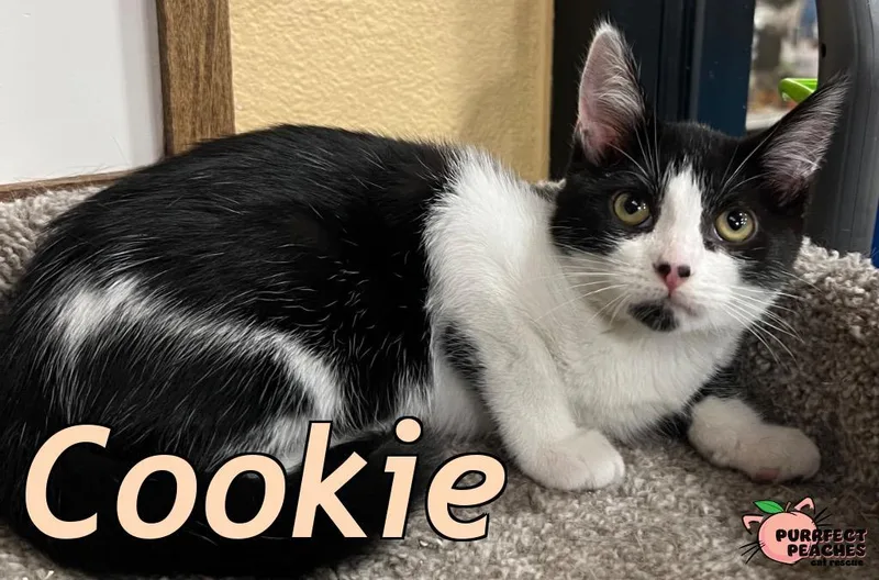 Cookie