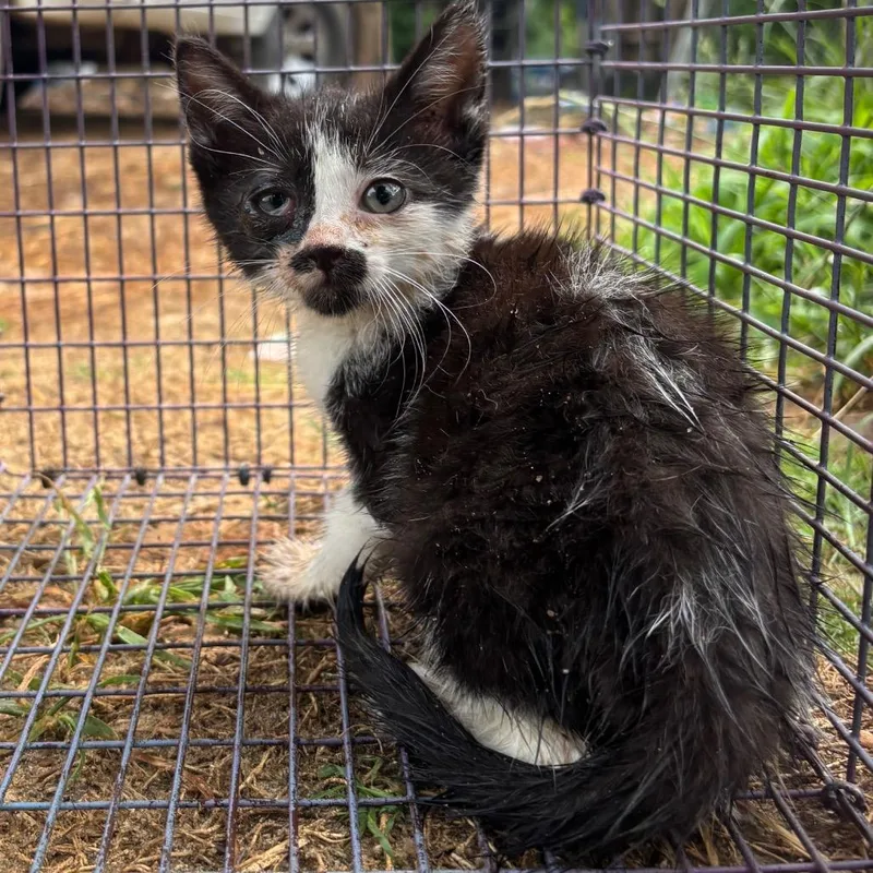 A baby small-sized female White Domestic Short Hair cat named Kat for adoption in Columbus, GA