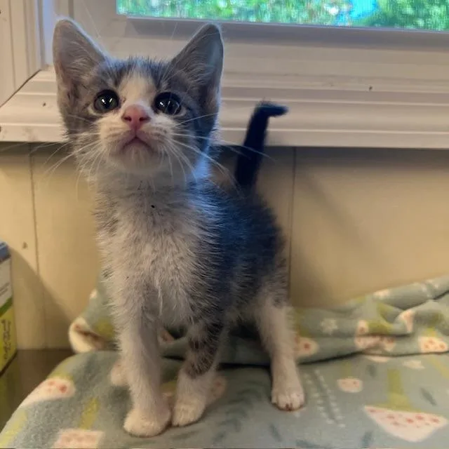 A baby small-sized male Gray / Blue / Silver Domestic Short Hair cat named Oliver for adoption in Lake Panasoffkee, FL