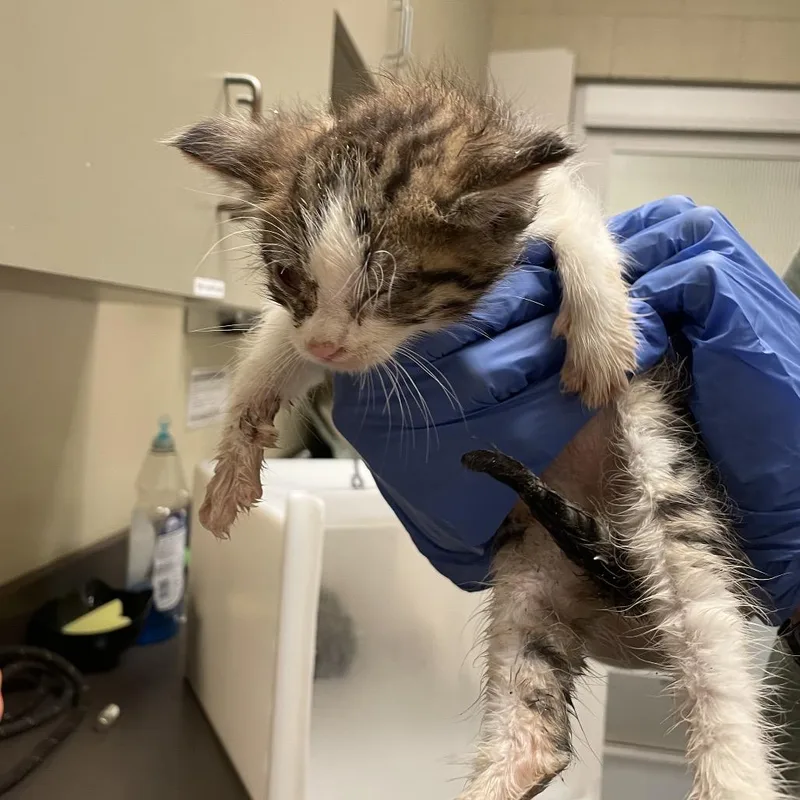 A baby small-sized male Brown / Chocolate Domestic Short Hair cat named Canyon for adoption in Columbus, GA