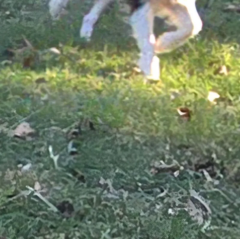 A young small-sized male Black Australian Shepherd dog named Fuzzy for adoption in Athens, AL