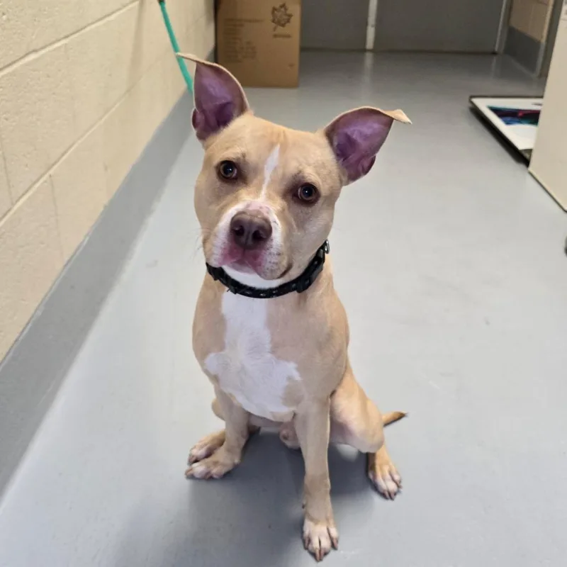 A young medium-sized male Yellow / Tan / Blond / Fawn Pit Bull Terrier dog named Norman for adoption in Concord, NC