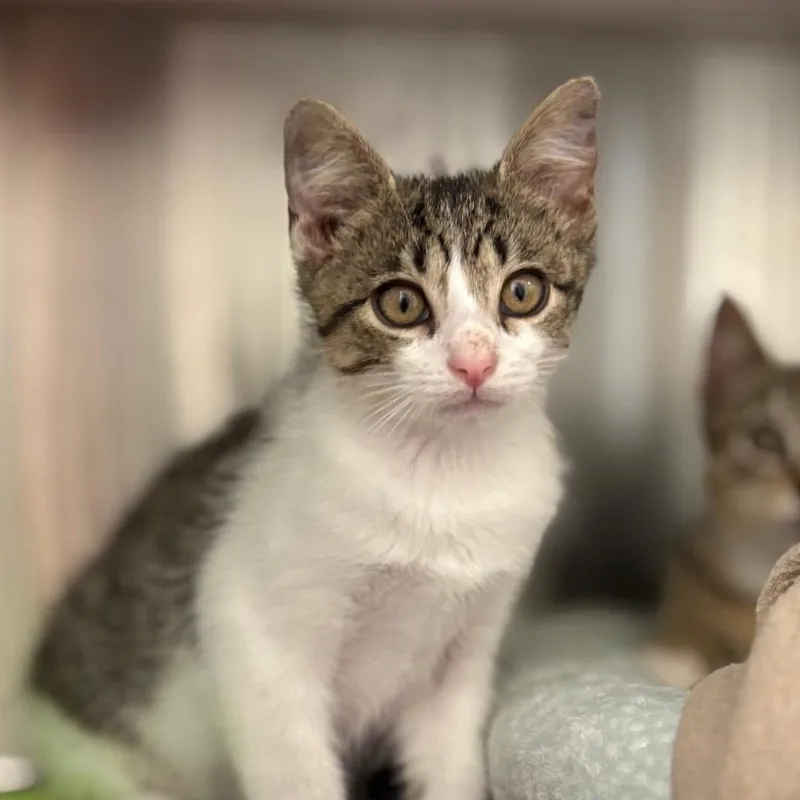 A baby small-sized female Brown / Chocolate Domestic Short Hair cat named Marinara for adoption in Nashville, IN