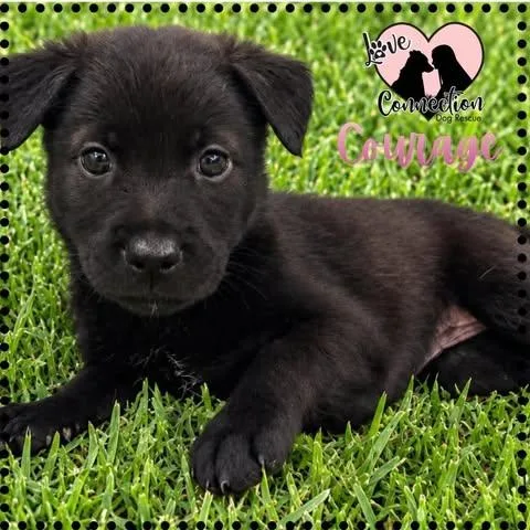 A baby medium-sized female Black Border Collie dog named Courage for adoption in Gilbert, AZ