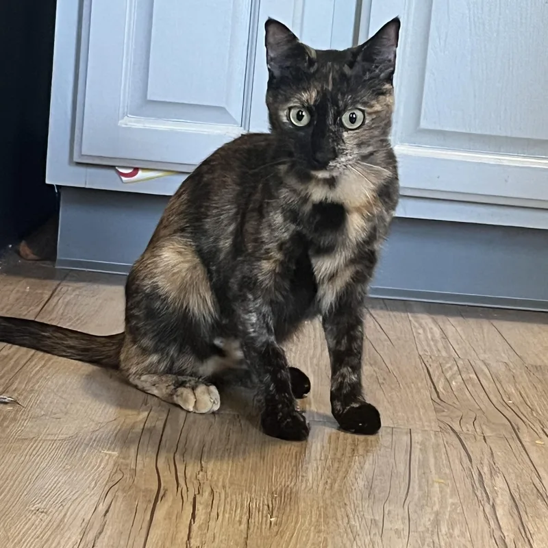 A young medium-sized female Tortoiseshell Domestic Short Hair cat named Cleo for adoption in Worcester, MA