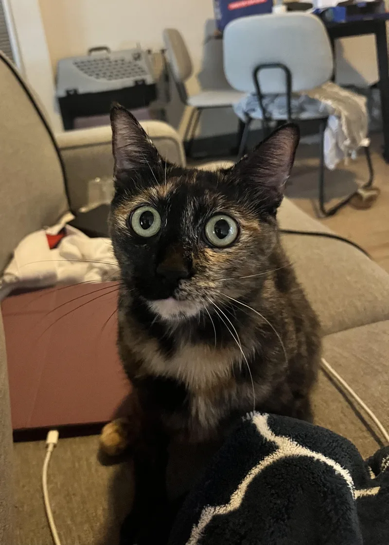 Cleo thumbnail 2