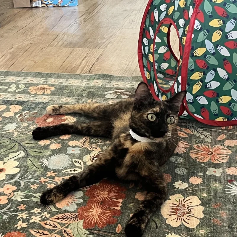Cleo thumbnail 3