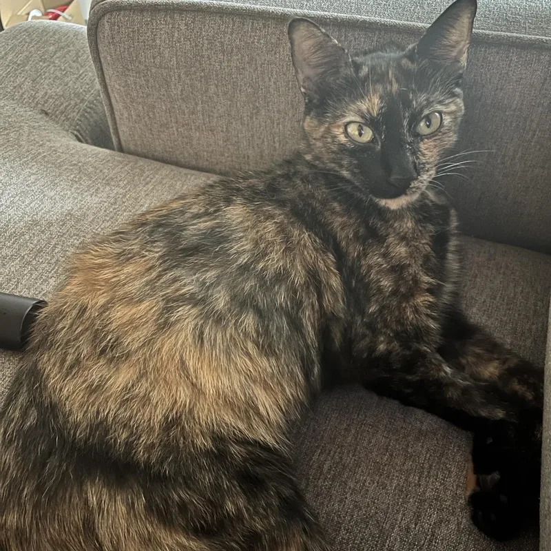 Cleo thumbnail 4
