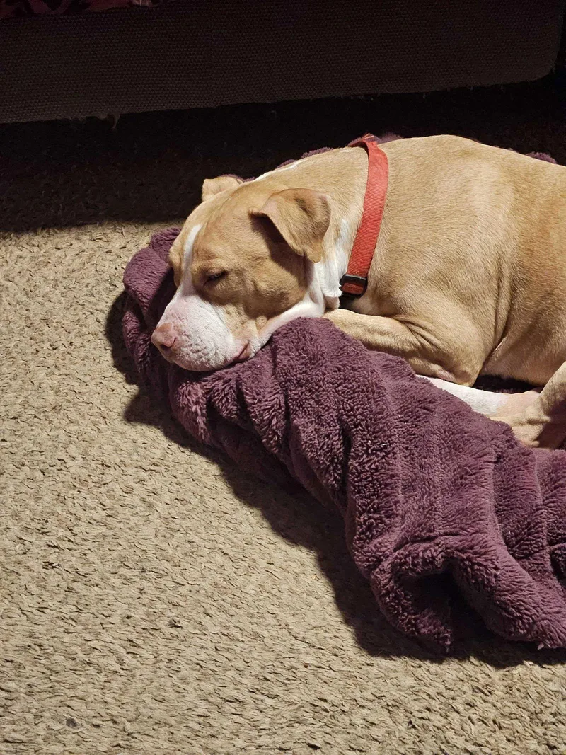 Duncan Doggie thumbnail 3