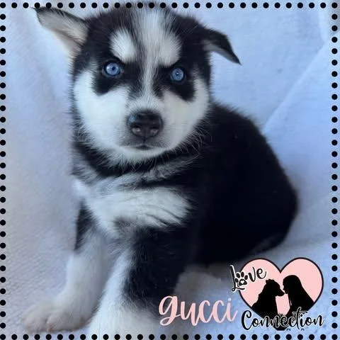 A baby medium-sized female Black Husky dog named Gucci for adoption in Gilbert, AZ