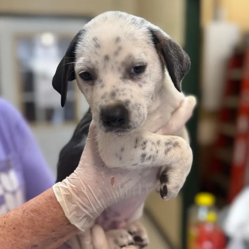 A baby small-sized male White / Cream Rough Collie dog named Gravy for adoption in New York, NY