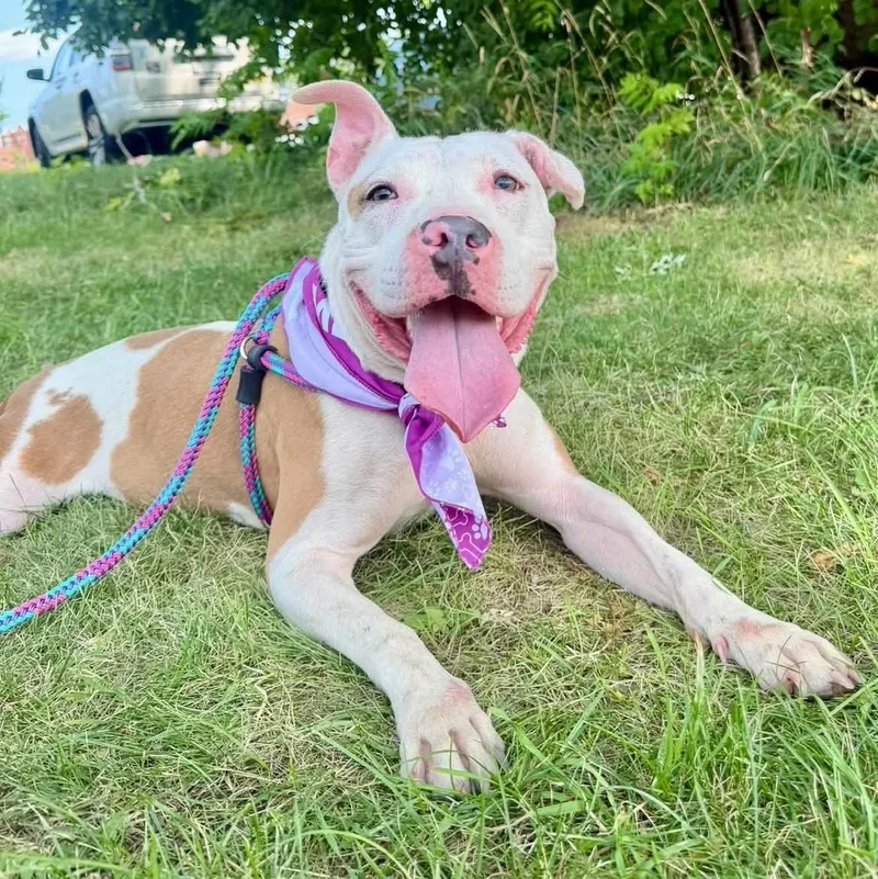 A young medium-sized female Apricot / Beige Pit Bull Terrier dog named Tilly for adoption in Buffalo, NY