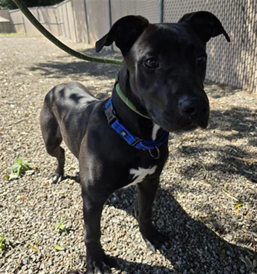 A young large-sized male Labrador Retriever dog named Sails for adoption in Lincolnton, NC
