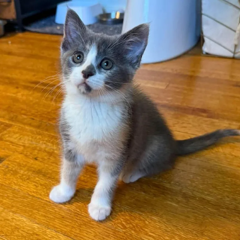 A baby small-sized female Calico Domestic Short Hair cat named Savoy for adoption in Plainfield, IL