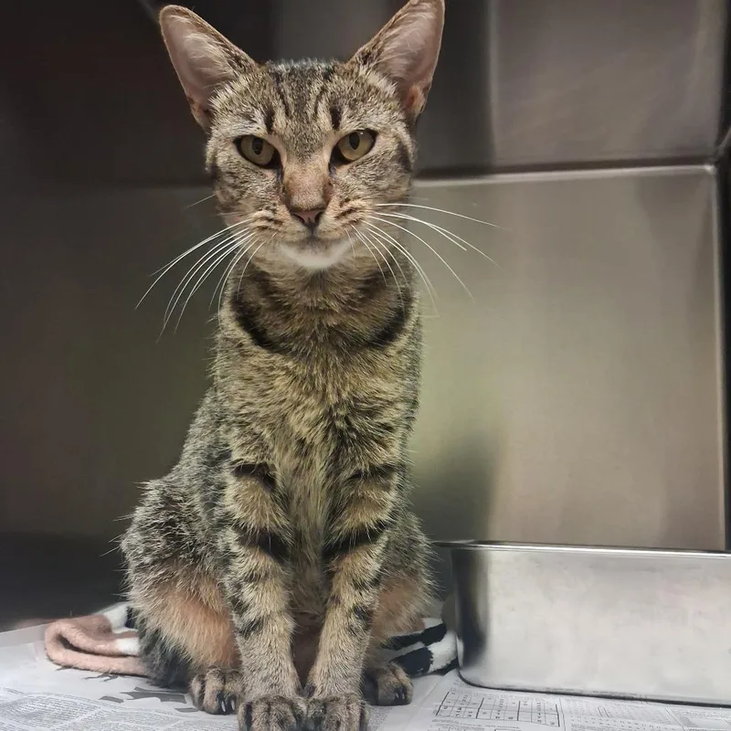 A young medium-sized female Domestic Short Hair cat named Charmer for adoption in Elizabeth City, NC
