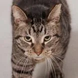 A senior medium-sized male Tabby (Brown / Chocolate) Domestic Short Hair cat named Teddy for adoption in Hilliard, OH