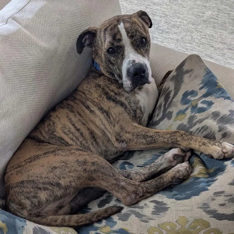 Luca