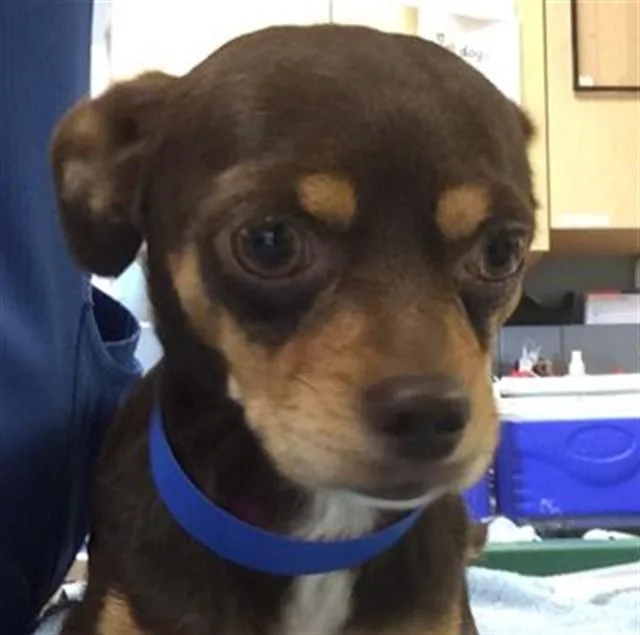 An adult small-sized male Chihuahua dog named Little Man for adoption in Riverside, CA