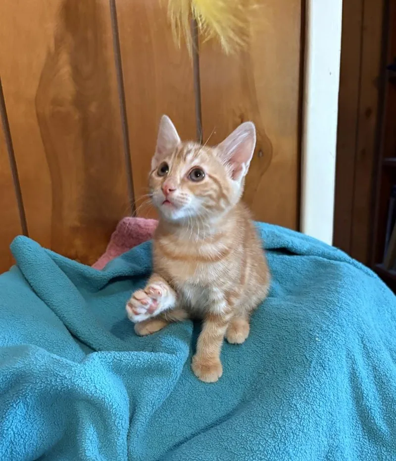 A baby small-sized female Domestic Short Hair cat named Satsuma for adoption in Saint Augustine, FL