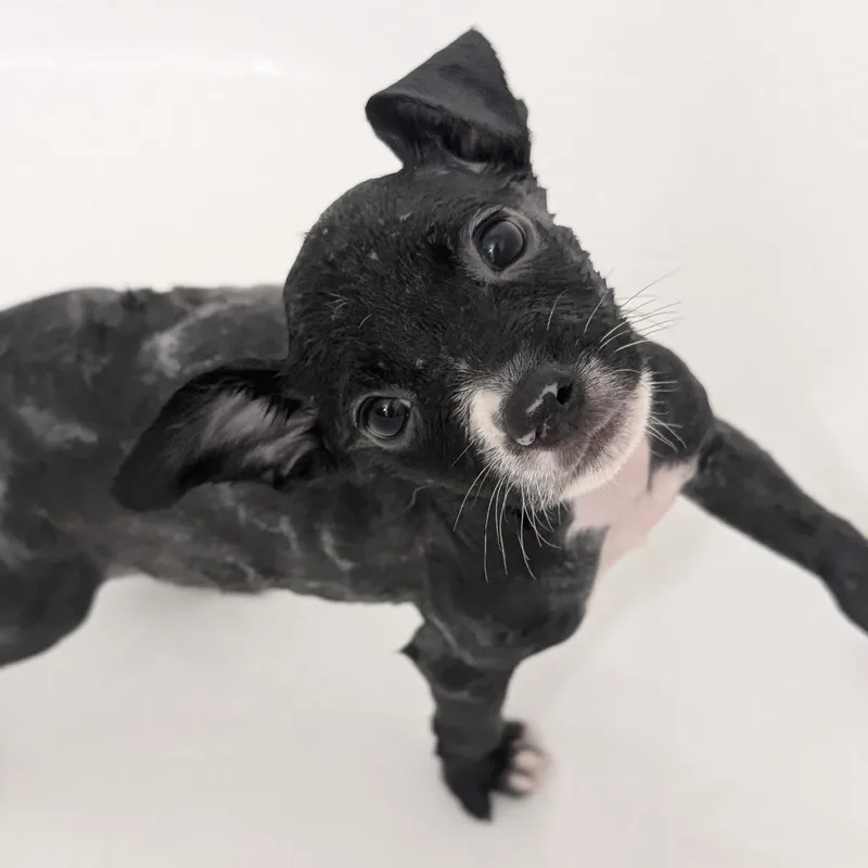 A young medium-sized female Black Mixed Breed dog named Pinkie Pie for adoption in Middleburg, FL