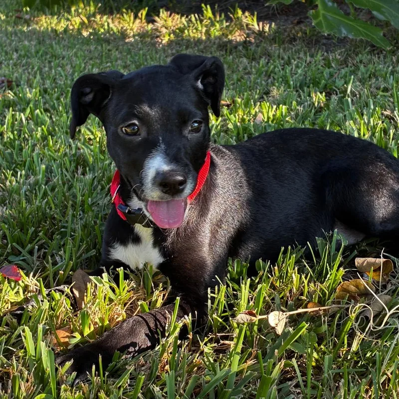 Pinkie Pie thumbnail 2